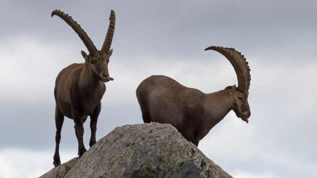 Lukmanier - Oberalppass